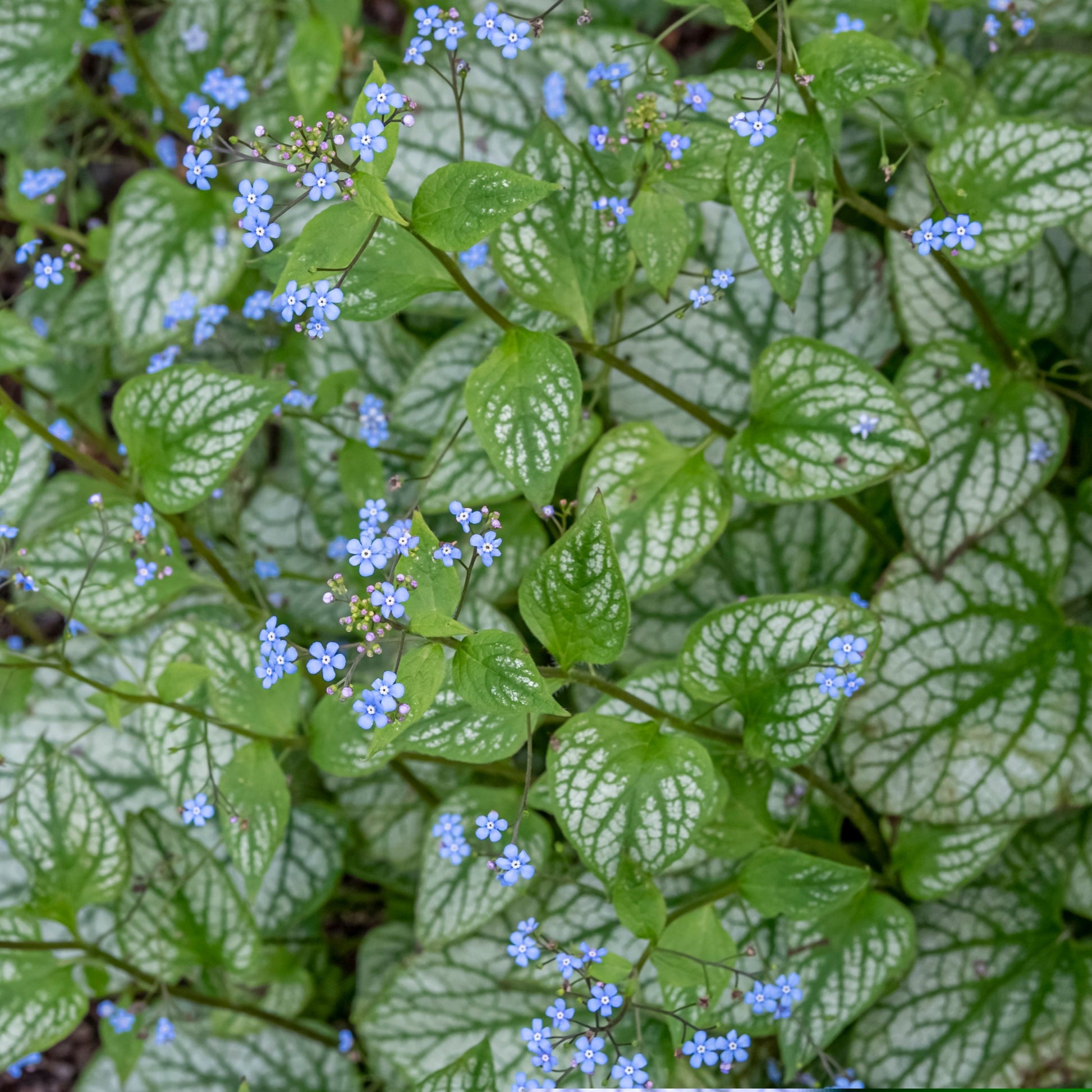 Siberian bugloss jack frost with variegated silver leaves and small blue flowers in a garden.