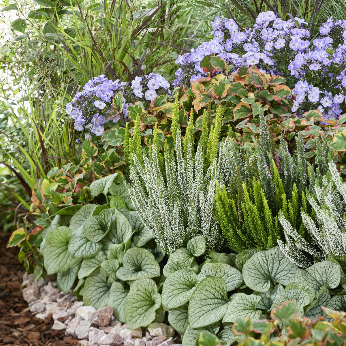 Siberian bugloss jack frost with detailed silver leaves and white flowers in a mixed garden.