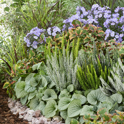 Siberian bugloss jack frost with detailed silver leaves and white flowers in a mixed garden.