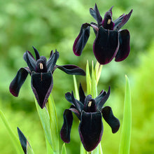 Dark siberian iris black flowered blooms in a garden with yellow flowers in the background.
