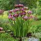 siberian iris miss apple | copyright: Floramedia UK Ltd