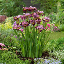 Siberian iris miss apple with soft pink blooms in a blurred garden background. | copyright: Floramedia UK Ltd