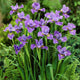 Siberian Iris Roots - Purple