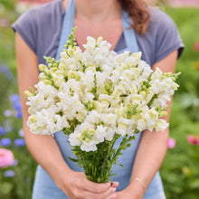 A person holding a bouquet of white snowflake snapdragon flowers in a natural setting