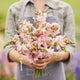 Snapdragon Seeds - Appleblossom