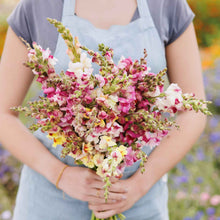 Person holding a bouquet of colorful brighton rock snapdragon flowers in a field