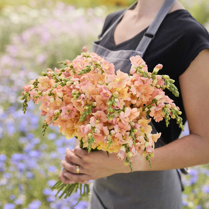 Snapdragon chantilly light salmon soft peach flowers held on a blurred background