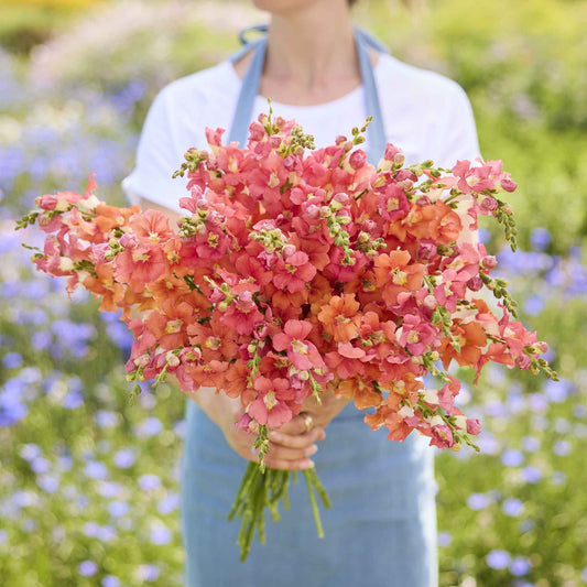 snapdragon chantilly bronze