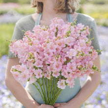 Snapdragon chantilly light pink soft pink flowers held by person on blurred background