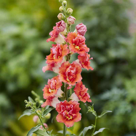Tall cluster of pink and orange snapdragon double shot orange bicolor flowers