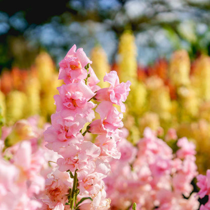 Snapdragon legend double pink peach flowers held by person in a field background