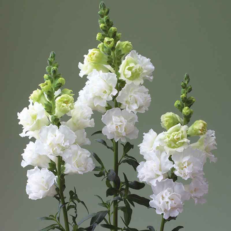 A close-up shot of vibrant snapdragon legend double white flowers in full bloom, showcasing their intricate petals.