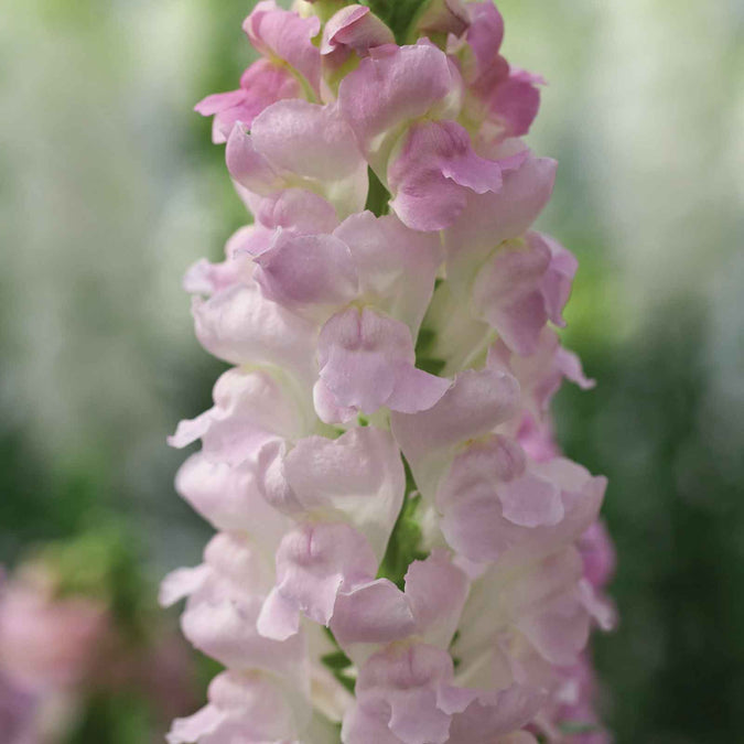 A close-up of vibrant legend light pink snapdragon flowers in various shades of pink and red.