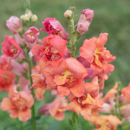 Snapdragon madam butterfly bronze peach-bronze flowers with a blurred background