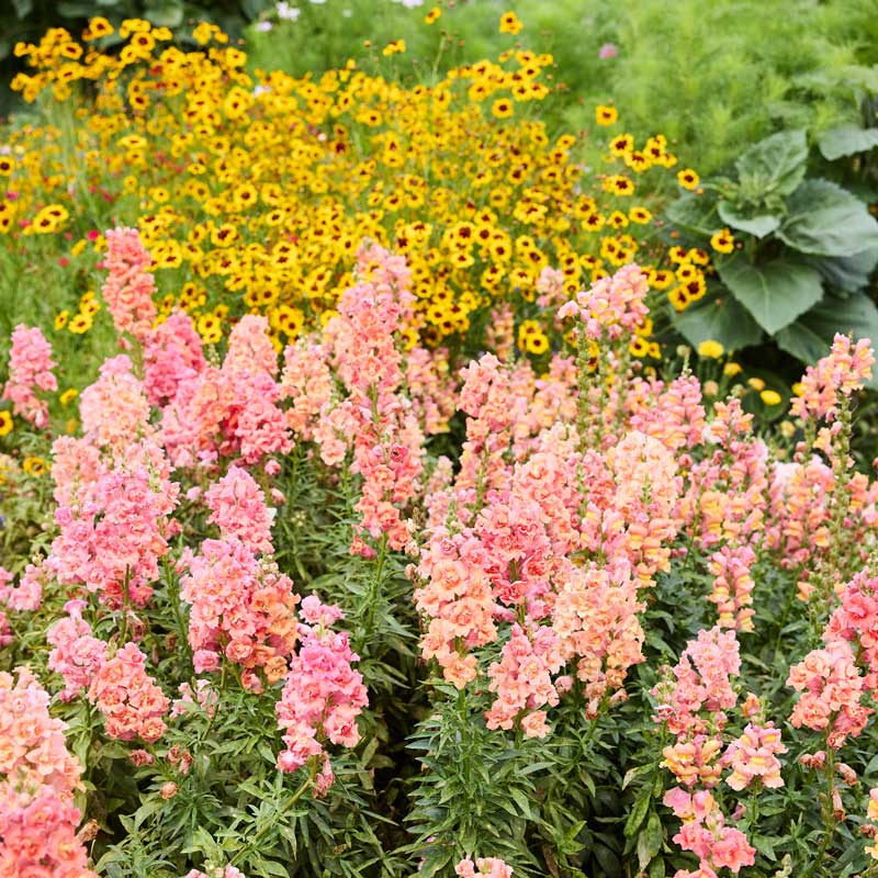 Dense patch of madame butterfly bronze white snapdragon flowers growing with coreopsis in the background