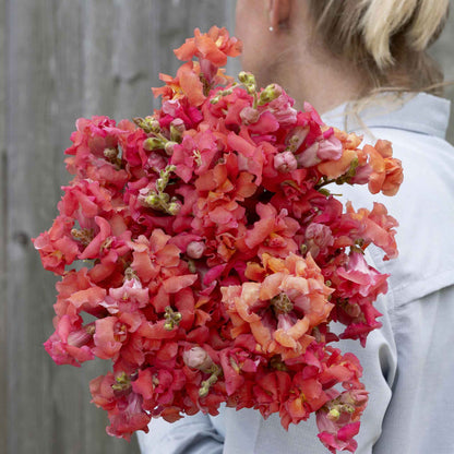 Snapdragon madame butterfly cherry bronze deep red flowers in bloom on blurred background