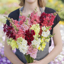 Snapdragon madame butterfly mix colorful flowers held by person on blurred background