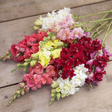 Snapdragon madame butterfly mix pink and yellow flowers held on a blurred background