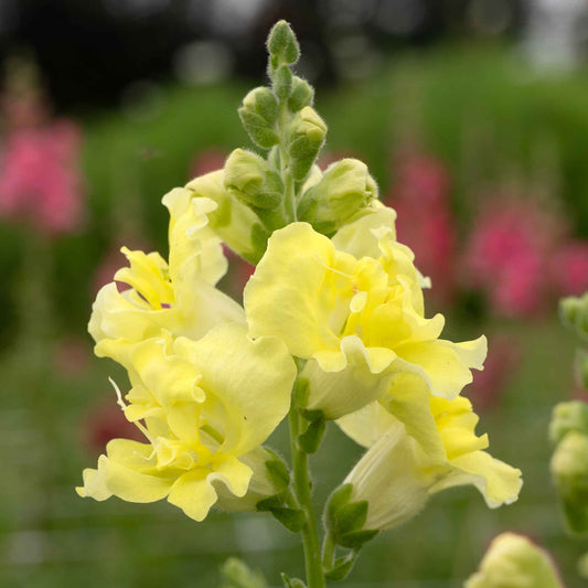 snapdragon madame butterfly yellow