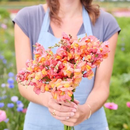 A person holding a bouquet of orange wonder snapdragon flowers in a natural setting