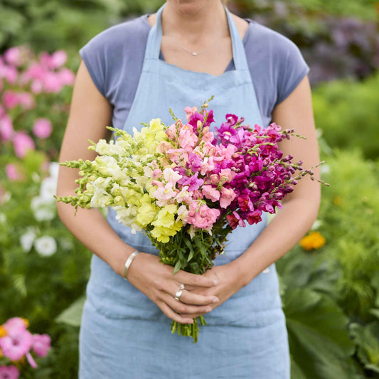 Person holding a bouquet of snapdragon rainbow mix flowers in a garden setting