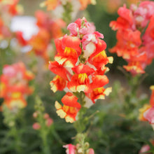 Snapdragon rembrandt vibrant orange-red flowers with unique petals on blurred background