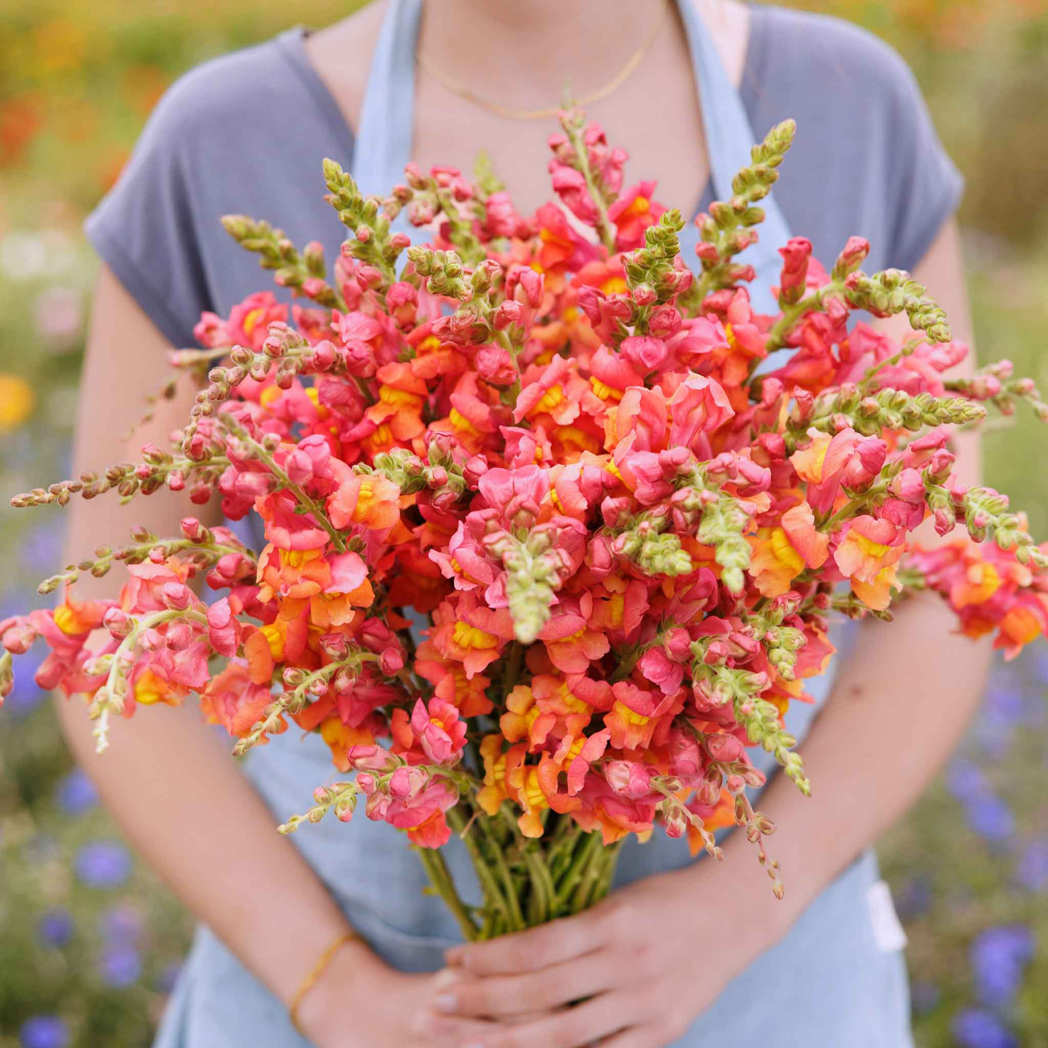 Person holding a bouquet of pink and orange rocket bronze snapdragon flowers in a natural setting