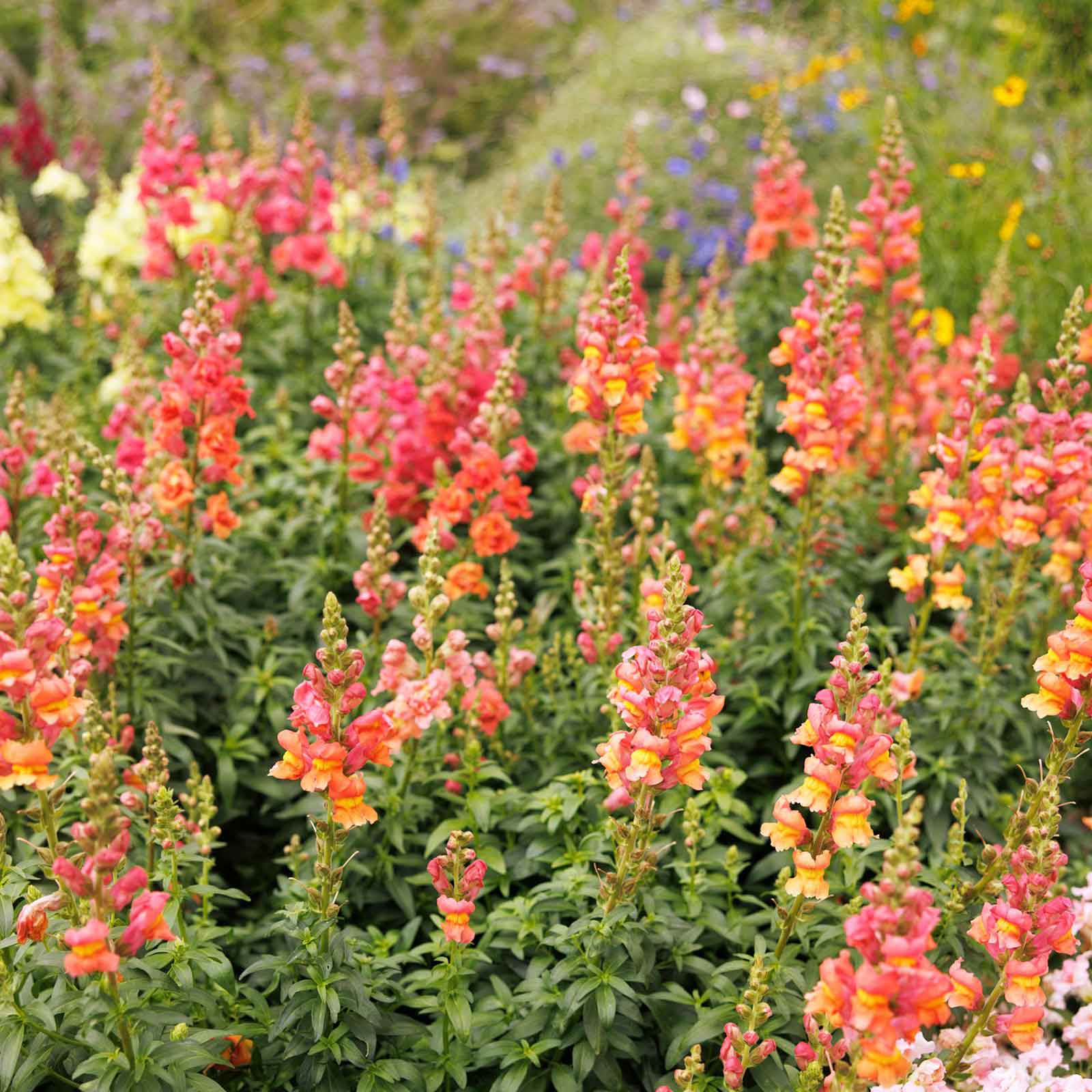 Colorful flower garden with rocket bronze snapdragon flowers in a natural setting
