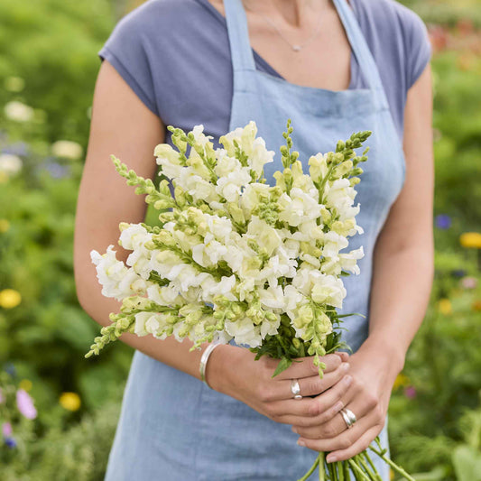 Person holding a bouquet of snapdragon snowflake flowers in a garden setting