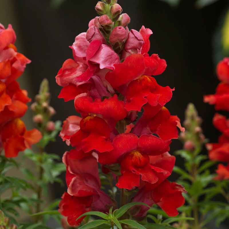 Snapdragon sonnet orange scarlet pink blooms with intricate petals on blurred background