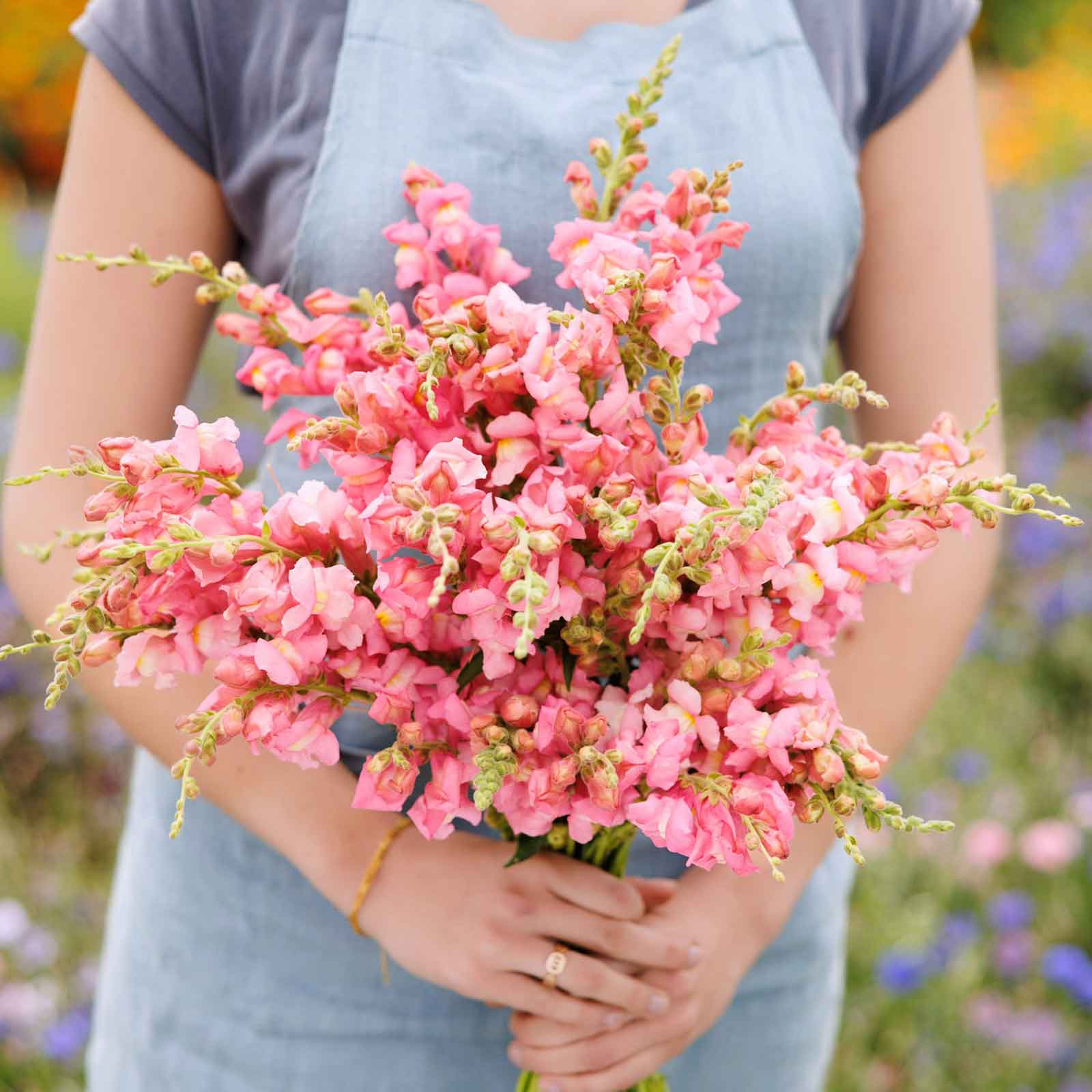 Person holding a bouquet of snapdragon the rose flowers with a blurred natural background