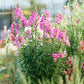 rose snapdragon
