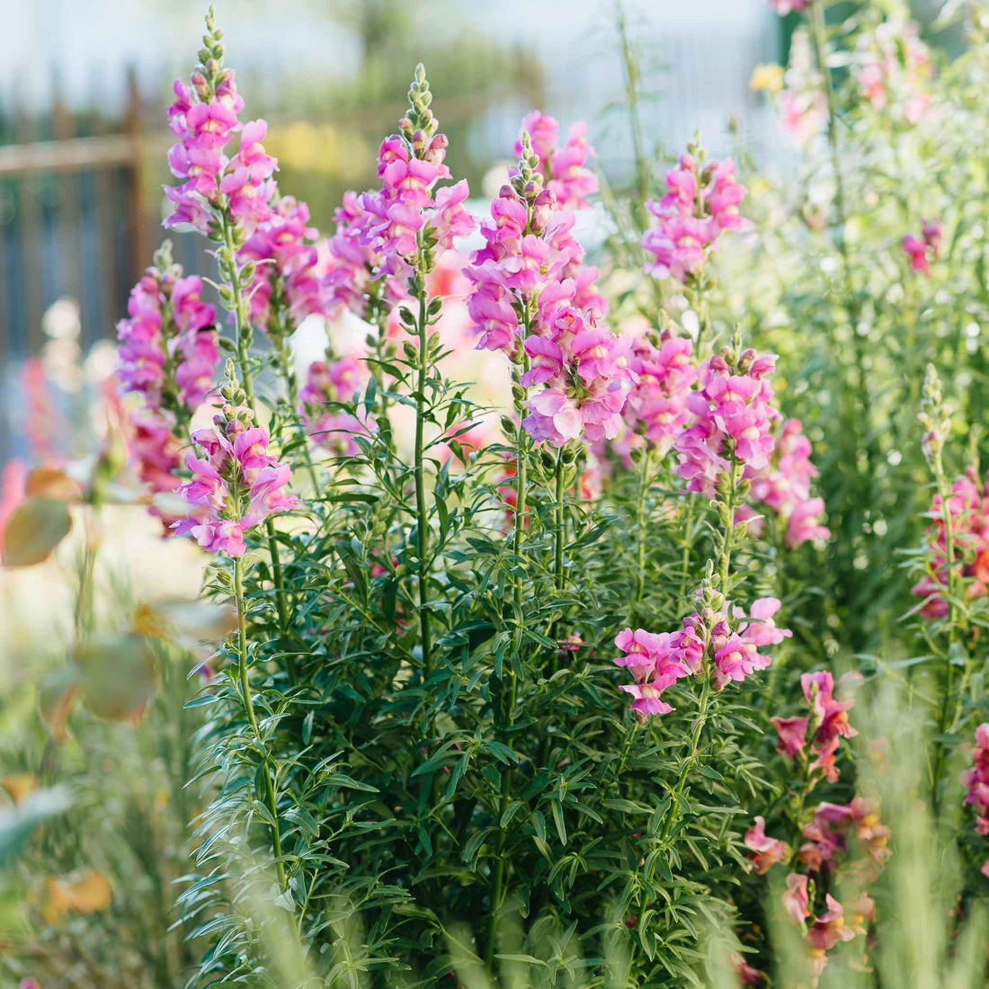 Snapdragon Seeds - The Rose | Flower Seeds in Packets & Bulk | Eden ...