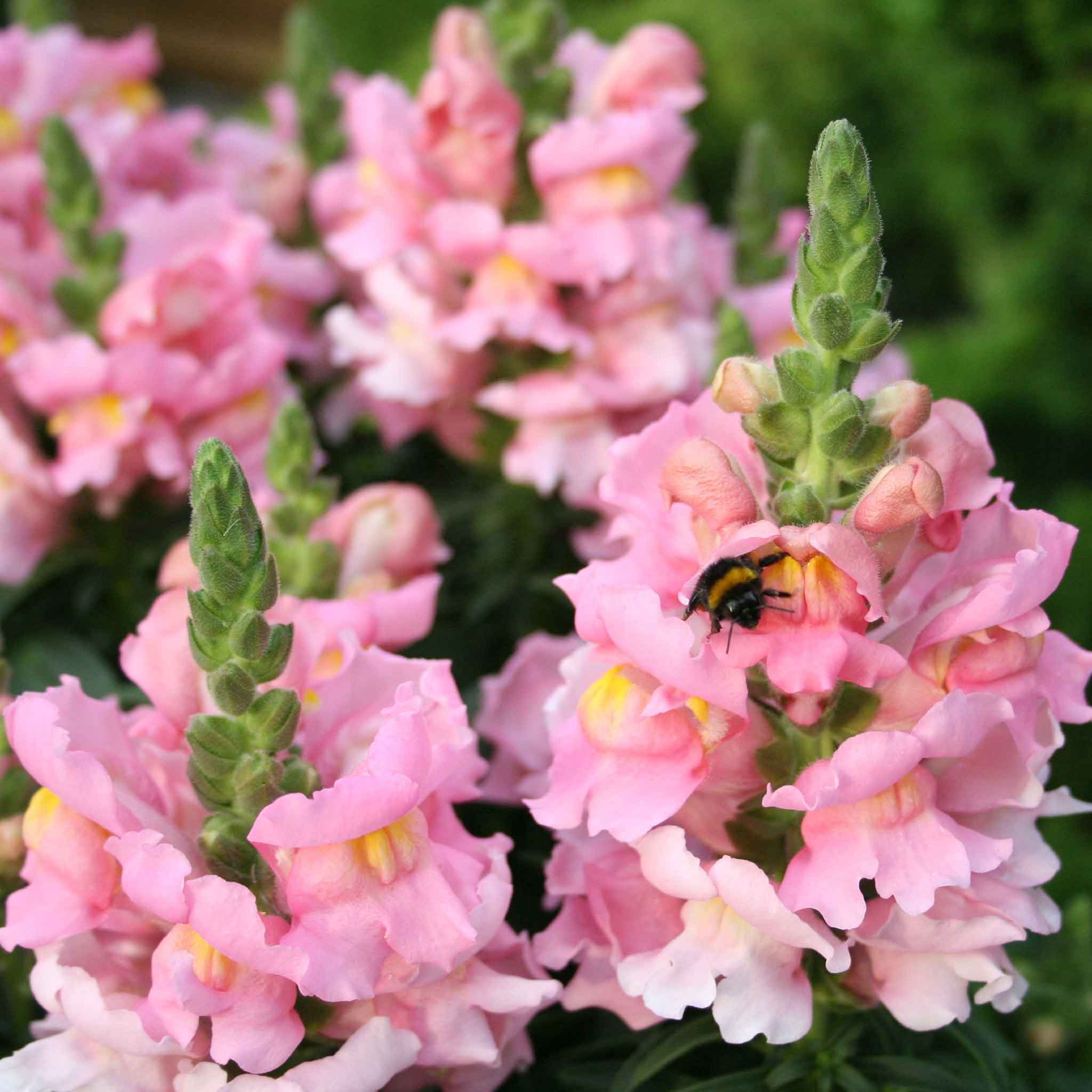 A close-up of vibrant rose snapdragon flowers with green leaves in a garden setting.