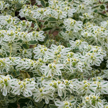 White-edged snow on the mountain leaves growing in a bright open garden setting.