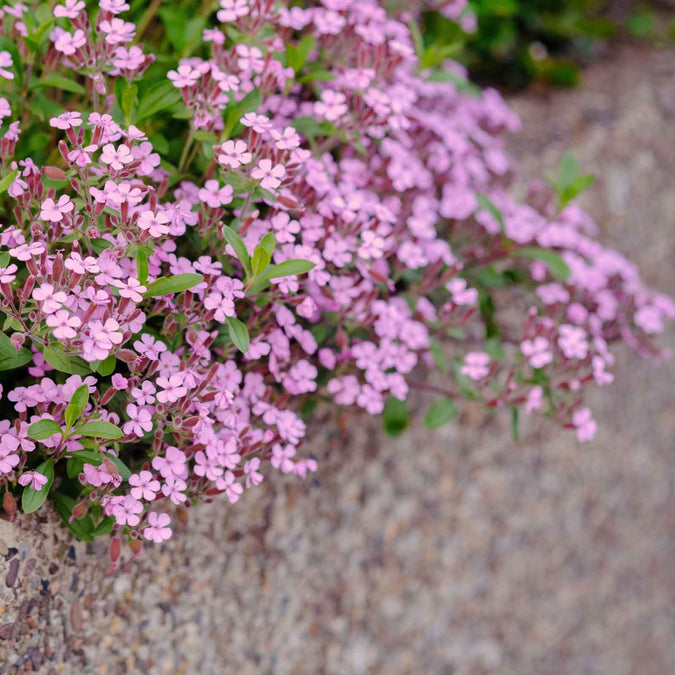 rock soapwort