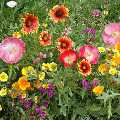 Colorful mix of southeast native flowers including red, pink, yellow, and purple in a garden setting.
