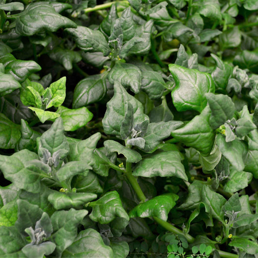 A pile of New Zealand spinach showing its deep green color.