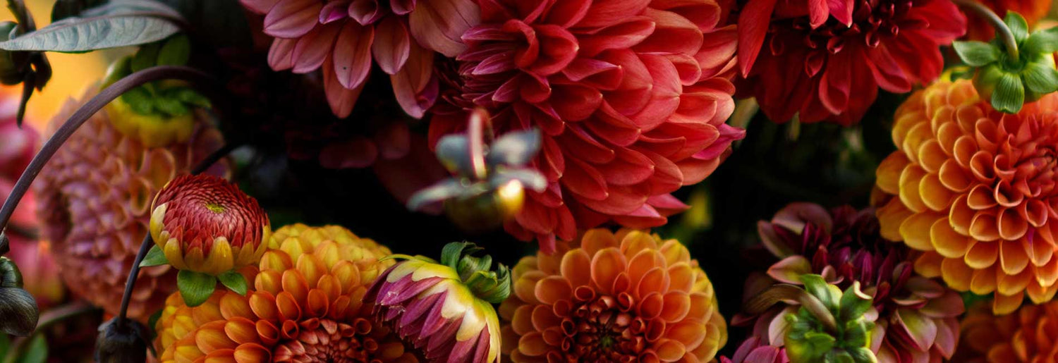 Close-up of vibrant red and orange dahlia flowers