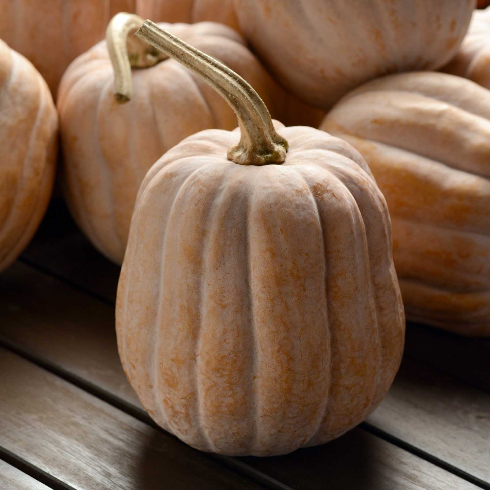 Autumn frost squash on a wooden table showing the orangish white smooth skin and long stem.