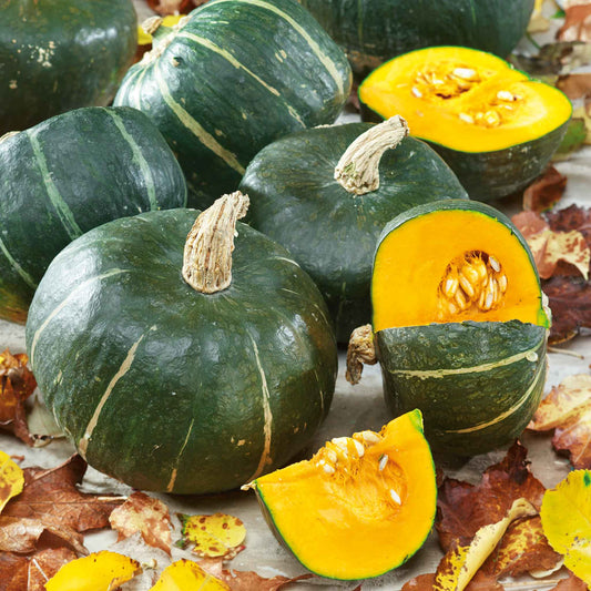 Squat dark green and round Burgess Butternut squash with some sliced in front.