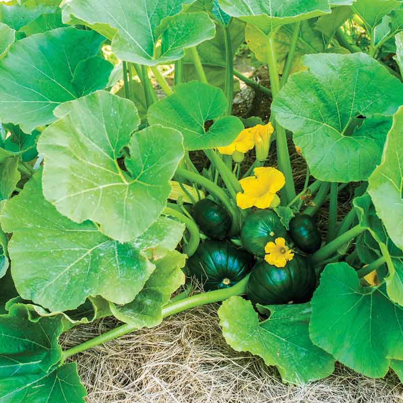 Several green cupcake squash growing in a group on the vine