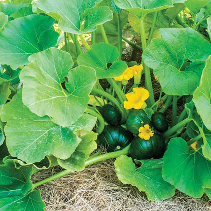 Several green cupcake squash growing in a group on the vine