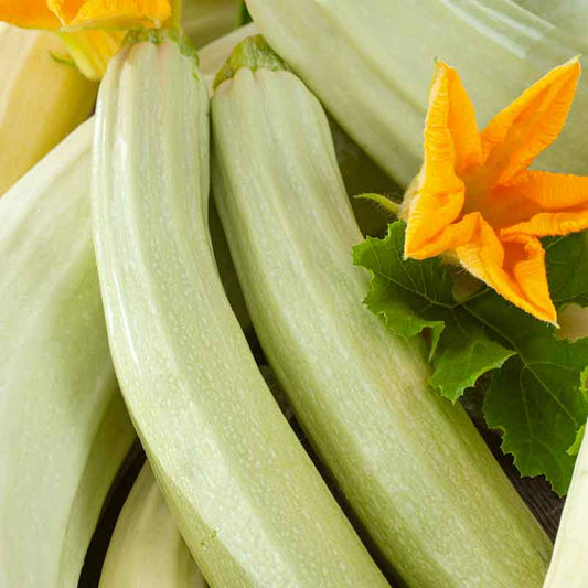 White Lungo Bianco Cylindrical squash with orange flower. | copyright: Floramedia UK Ltd