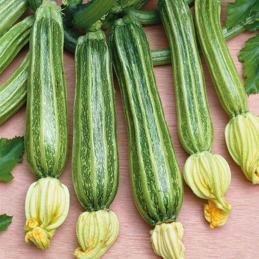 Romanesco squash with light green stripes and budding flowers.