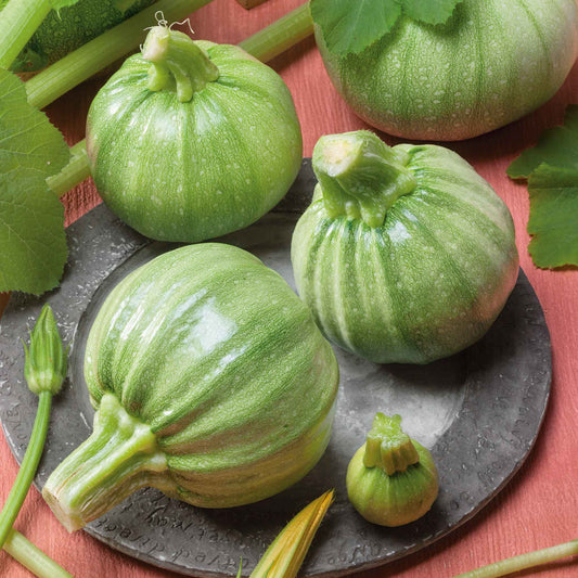 Unique Ronde De Nice squash showing dark green skin with light green stripes and round body.