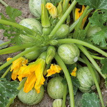 Ronde de Nice squash growing in a clump on a vine.