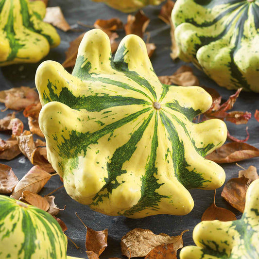 A close-up of a yellow and green Scallop Panache Jaune et Vert squash with visible ridges.
