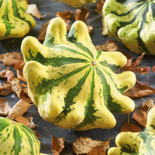 A close-up of a yellow and green Scallop Panache Jaune et Vert squash with visible ridges.