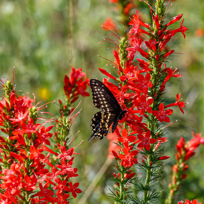 Red standing cypress flowers with a black butterfly among lush green foliage